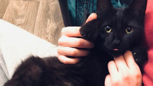 Lost Pet: Toothless