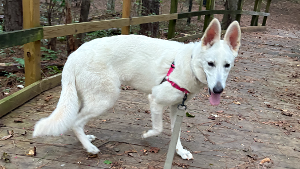 Lost Pet: Aloy