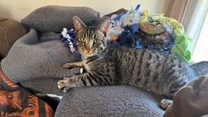 Lost Pet: MR. BANKS