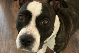 Lost Pet: Luna