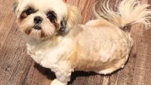 Lost Pet: Bella