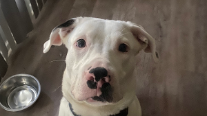Lost Pet: Fat Daddy