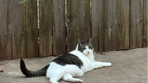 Lost Pet: KABUKI