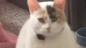 Lost Pet: Poppie