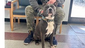 Lost Pet: Bleu Boi