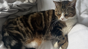 Lost Pet: Mimi