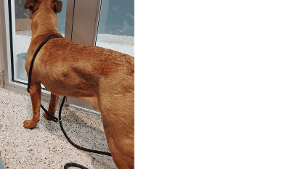 Lost Pet: DUNE