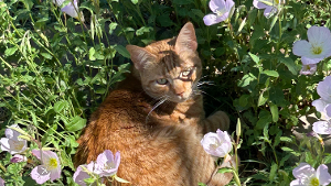 Lost Pet: Gigi