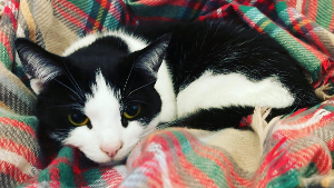 Lost Pet: Pippi