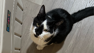 Lost Pet: Peeper