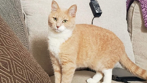 Lost Pet: Popcorn