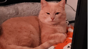 Lost Pet: Cuddles
