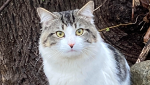 Lost Pet: Smokey