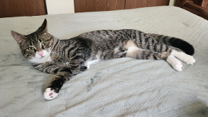 Lost Pet: Ricky