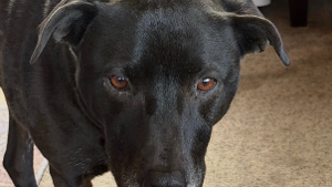 Lost Pet: Harley