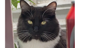 Lost Pet: Morticia
