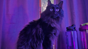 Lost Pet: Lucipurr