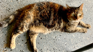 Lost Pet: Millie