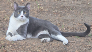 Lost Pet: Milo