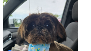 Lost Pet: Brownie