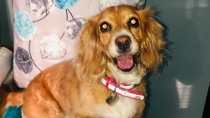 Lost Pet: Suga Nyla