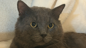 Lost Pet: Meelo