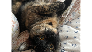 Lost Pet: Priscilla