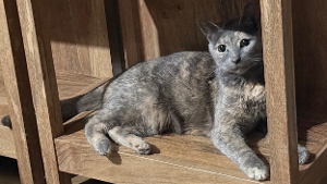 Lost Pet: Apple