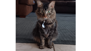 Lost Pet: Mars