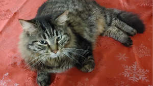 Lost Pet: Ozzy