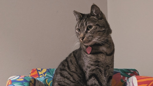Lost Pet: Jinora