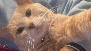 Lost Pet: Biscuit