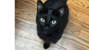Lost Pet: Nobou