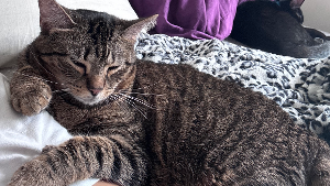 Lost Pet: Penelope