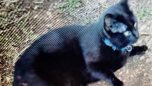 Lost Pet: Starfire