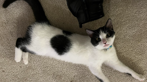 Lost Pet: Asha