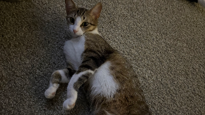Lost Pet: Barbella