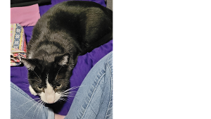 Lost Pet: Bay