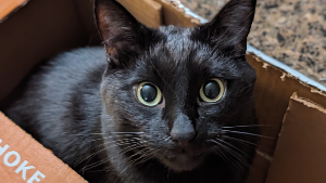 Lost Pet: Pico