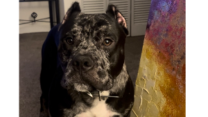 Lost Pet: Kilo