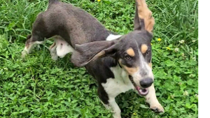 Lost Pet: Rocket