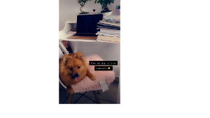 Lost Pet: Baily