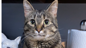 Lost Pet: Peaches