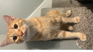 Lost Pet: Dr.Pepper