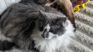 Lost Pet: Ashley Minnie