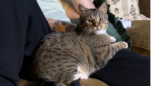 Lost Pet: Bo