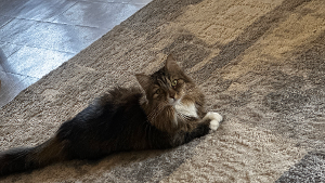 Lost Pet: Mufa
