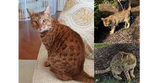 Lost Pet: Luka