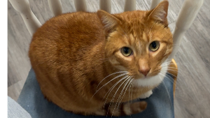 Lost Pet: Garfield