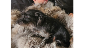 Lost Pet: FLEEBEE